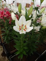 [3262 Silverio World B No101.JPG]